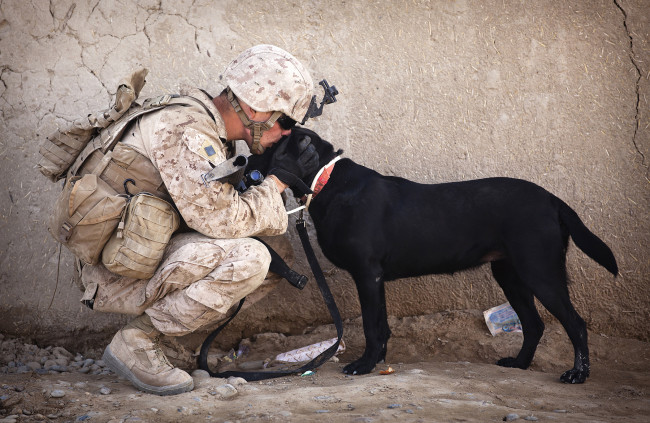 Обои картинки фото оружие, армия, спецназ, собака, солдат