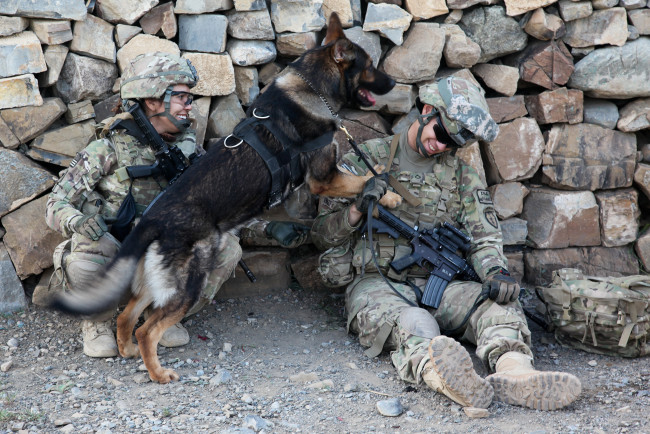 Обои картинки фото оружие, армия, спецназ, солдат, собака