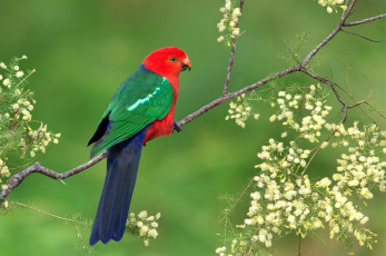 Картинка животные попугаи цветы ветка яркий попугай птица