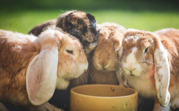 Картинка животные кролики +зайцы миска квартет
