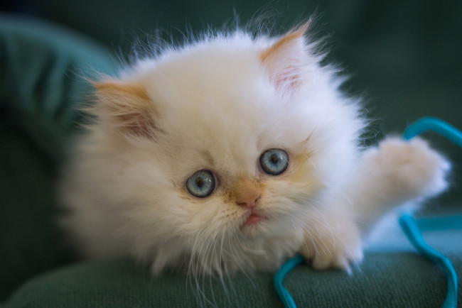 Обои картинки фото животные, коты, котёнок, голубые, глаза, мордочка, взгляд, пушистый, белый