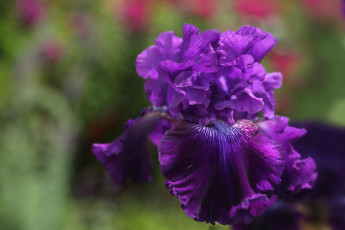 Картинка цветы ирисы ирис фиолетовый макро