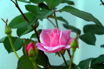 Картинка цветы розы розовый