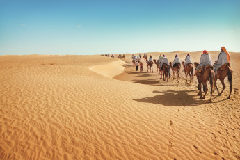 Картинка животные верблюды песок пустыня караван