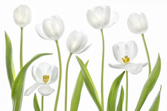Картинка цветы тюльпаны тюльпан белый макро