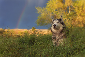 Картинка животные собаки трава собака маламут природа радуга