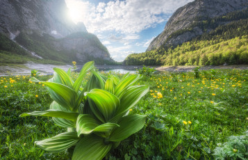 Картинка природа реки озера луг горы листья трава цветы