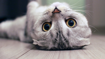 Картинка животные коты кошка пол взгляд кот