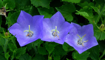 Картинка цветы колокольчики синий
