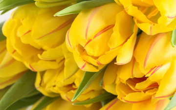 Картинка цветы тюльпаны букет желтые