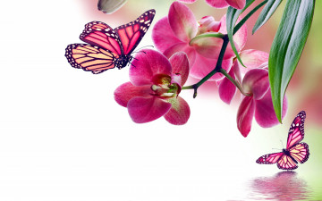 Картинка животные бабочки +мотыльки +моли розовая орхидея цветок ветка