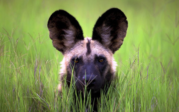 Картинка животные гиены +гиеновые+собаки уши голова гиеновая собака трава