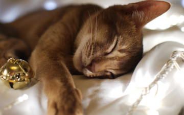 Картинка животные коты колокольчик сон рыжий кот постель