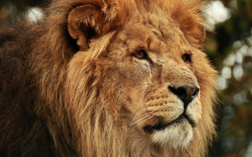 Картинка животные львы лев хищник зверь шрамы взгляд грива голова