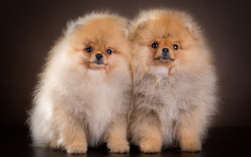 Картинка животные собаки щенки шпиц пара