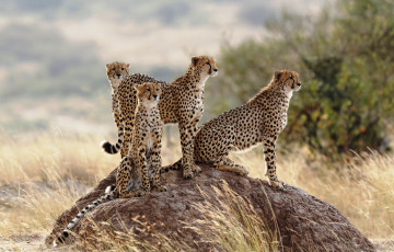 Картинка животные гепарды куст трава камень саванна хищники звери