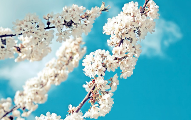 Обои картинки фото цветы, сакура,  вишня, весна, цветение, небо, ветка
