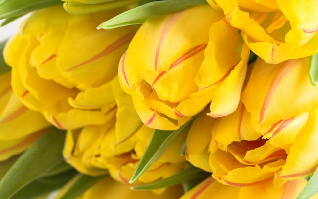 Обои картинки фото цветы, тюльпаны, букет, желтые