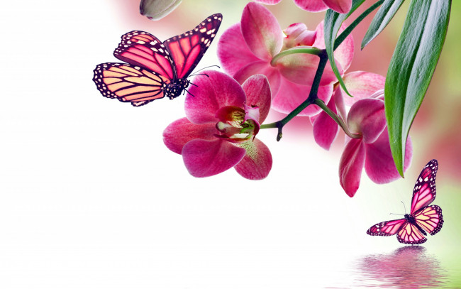 Обои картинки фото животные, бабочки,  мотыльки,  моли, розовая, орхидея, цветок, ветка