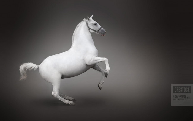 Обои картинки фото животные, лошади, недоуздок, дыбы, белый, конь, лошадь