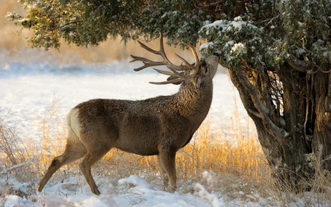 Обои картинки фото животные, олени, олень, можжевельник, дерево, снег