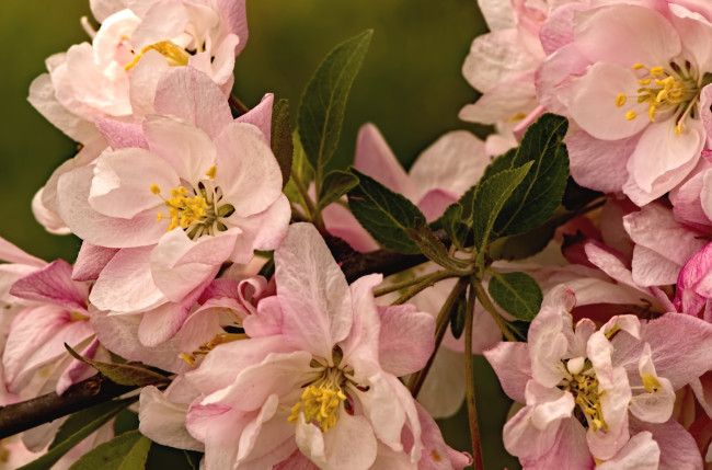 Обои картинки фото цветы, цветущие деревья ,  кустарники, лепестки, яблоня, макро
