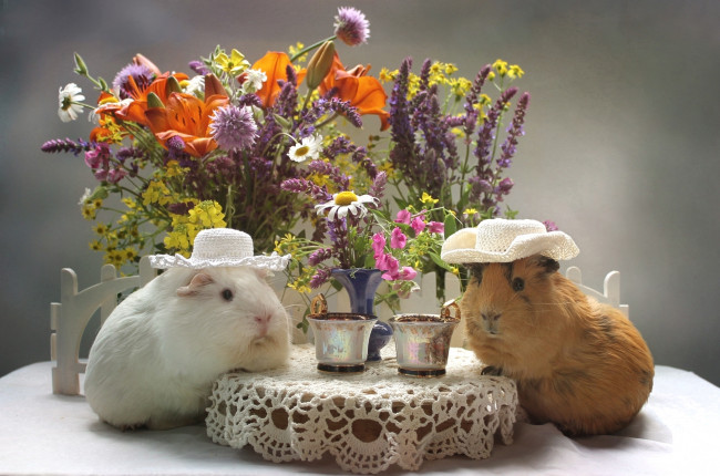 Обои картинки фото животные, морские свинки,  хомяки, шляпа, букет, цветы, лилия, чашка, морская, свинка
