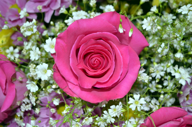 Обои картинки фото цветы, разные вместе, розовый