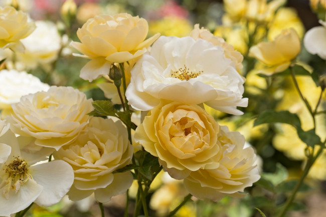 Обои картинки фото цветы, розы, желтый, куст