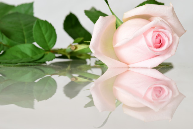 Обои картинки фото цветы, розы, бутон, роза, отражение, розовый
