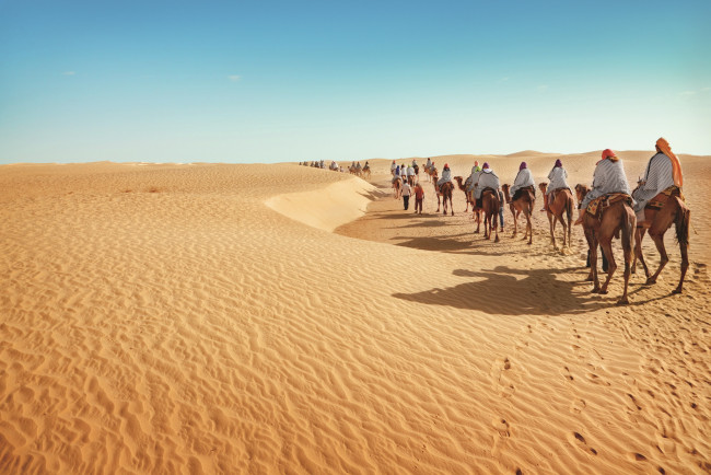 Обои картинки фото животные, верблюды, песок, пустыня, караван