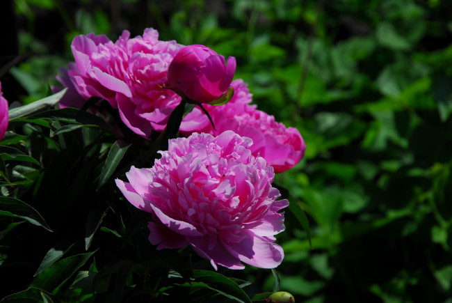 Обои картинки фото цветы, пионы, розовый