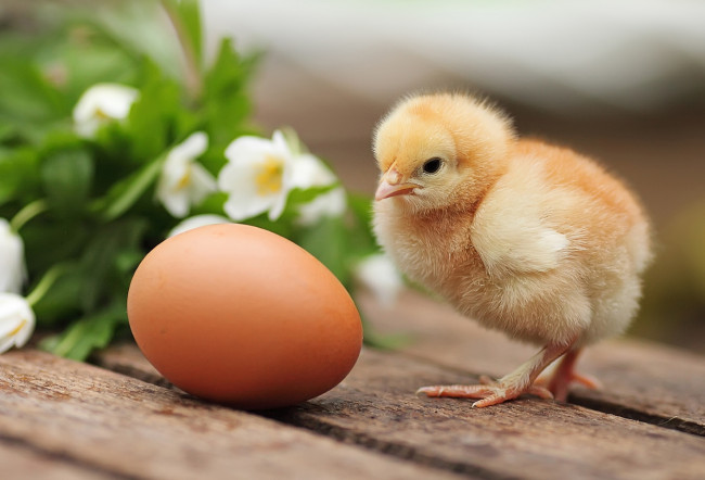 Обои картинки фото животные, куры,  петухи, цыпленок, яйцо, птенец