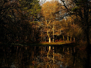 Картинка природа пейзажи вода деревья лес