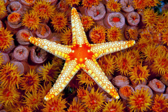 Картинка животные морские+звёзды морская звезда