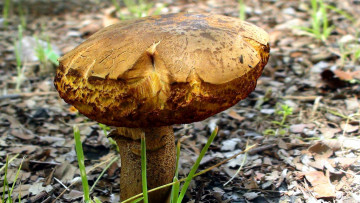 Картинка природа грибы гриб старый