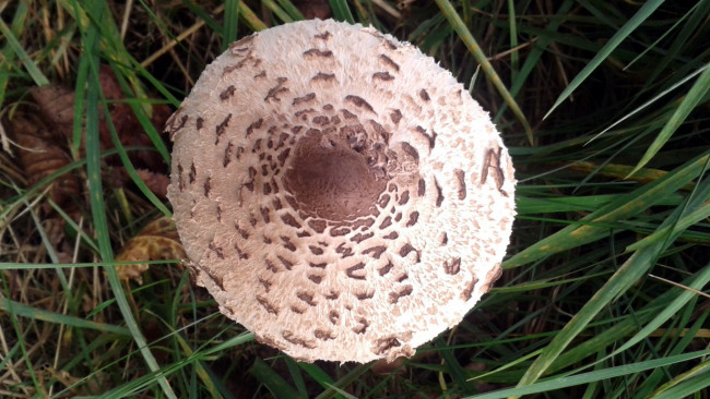 Обои картинки фото природа, грибы, гриб, зонтик