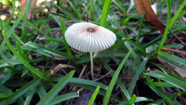 Обои картинки фото природа, грибы, шляпка, гриб, трава