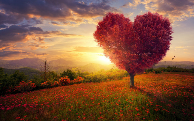 Обои картинки фото разное, компьютерный дизайн, поле, небо, трава, любовь, цветы, дерево, сердце, love, field, landscape, heart, pink, blossom, flowers, beautiful, tree, romantic