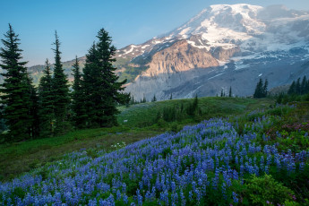 Картинка природа пейзажи голубые цветы лес горы