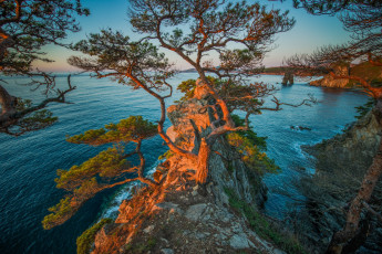Картинка природа побережье дерево