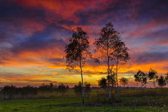 Картинка природа восходы закаты закат деревья
