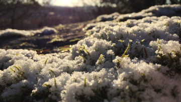 Картинка природа макро весна снег таяние побеги
