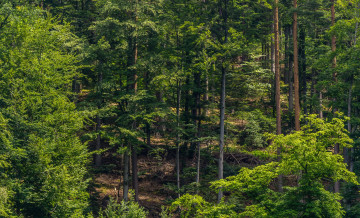 Картинка природа лес schwarzwald склон германия деревья зелень лето солнце