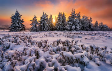 Картинка природа зима деревья закат снег