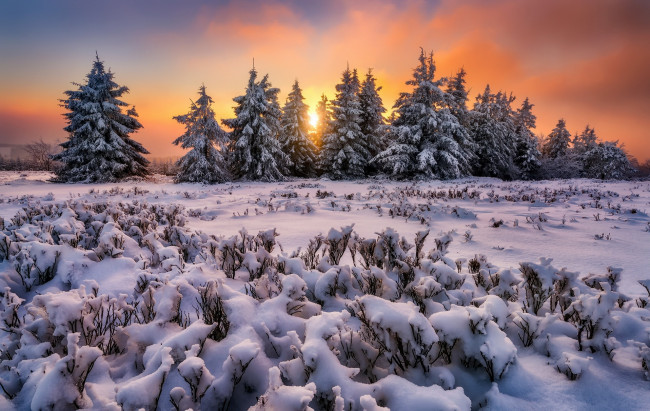 Обои картинки фото природа, зима, деревья, закат, снег