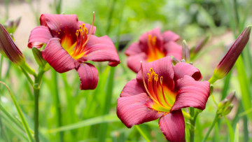 Картинка цветы лилии +лилейники лилейники