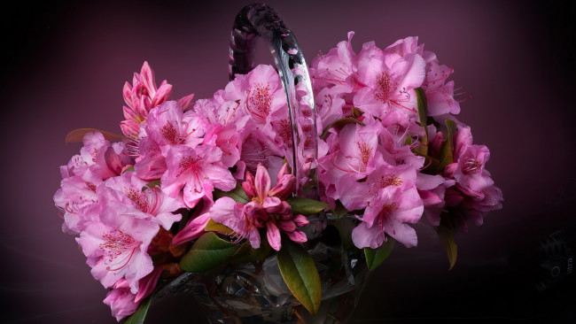 Обои картинки фото цветы, рододендроны , азалии, азалия