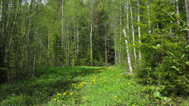 Обои картинки фото лес, природа, цветы, калужница, весна, карелия