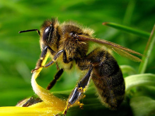 Картинка насекомое пчела животные пчелы осы шмели